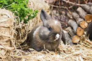 Shope Papilloma Main Virus Symptoms In Rabbits Papillomas