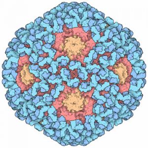 222-Human_Papillomavirus_and_Vaccines-6bt3[1]