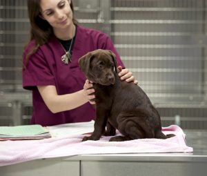 a vet technician gets a patient ready for her shots